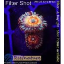 H1-R1-7 WYSIWYG - Zoanthus "Seductions"