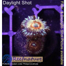 H1-R1-7 WYSIWYG - Zoanthus "Seductions"