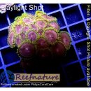 H1-R2-5 WYSIWYG - Zoanthus "Gold"
