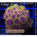 H1-R2-5 WYSIWYG - Zoanthus "Radioactive green"