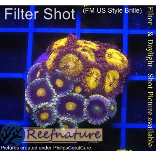 H1-R2-6 WYSIWYG - Zoanthus "mix"