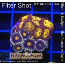 H1-R2-6 WYSIWYG - Zoanthus "mix"