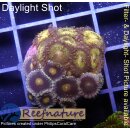 H1-R2-6 WYSIWYG - Zoanthus "mix"