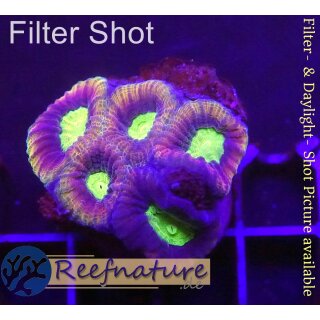 H4-R1-3 WYSIWYG - Acanthastrea echinata