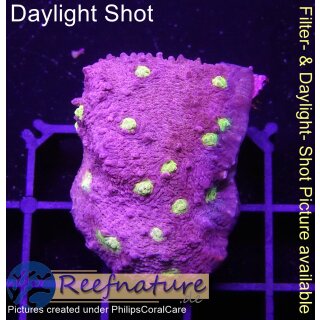 H4-R1-3 WYSIWYG - Chalice purple/Yellow
