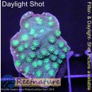 H4-R1-5 WYSIWYG - Echinopora lamellosa