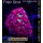 H2-R1-2 WYSIWYG - Favia sp.