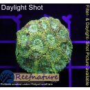 H2-R1-4 WYSIWYG - Favia sp.