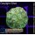 H2-R1-4 WYSIWYG - Favia sp.