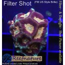 H2-R2-1 WYSIWYG - Favites sp. – Rainbow / Dragon Soul Morph