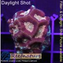 H2-R2-1 WYSIWYG - Favites sp. – Rainbow / Dragon Soul Morph