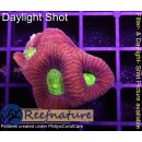 WYSIWYG - Favia Dragon Soul