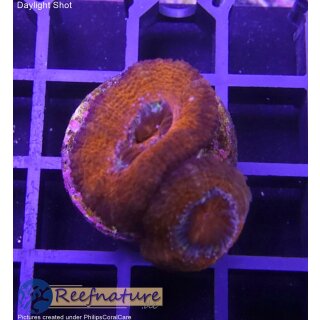 H2-R2-2 WYSIWYG - Acanthastrea sp.