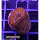 H2-R2-2 WYSIWYG - Acanthastrea sp.