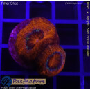 H2-R2-2 WYSIWYG - Acanthastrea sp.