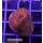 H2-R2-2 WYSIWYG - Acanthastrea sp.