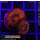 H2-R2-2 WYSIWYG - Acanthastrea sp.