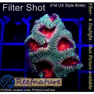 H2-R2-3 WYSIWYG - Favia sp. Rainbow Favia Morph