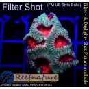 H2-R2-3 WYSIWYG - Favia sp. Rainbow Favia Morph