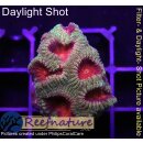 H2-R2-3 WYSIWYG - Favia sp. Rainbow Favia Morph
