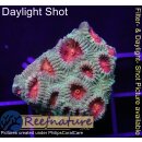 H2-R3-1 WYSIWYG - Favia sp.