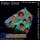 H2-R3-1 WYSIWYG - Favia sp.