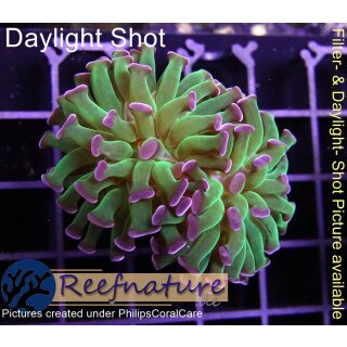 H6-R1-1 WYSIWYG - Euphyllia paraancora toxic 2 Köpfe