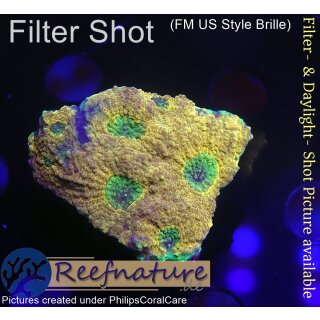 H6-R1-1 WYSIWYG - Favia sp. orange/Grün