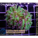 H6-R1-1 WYSIWYG - Euphyllia paraancora toxic 2 Köpfe