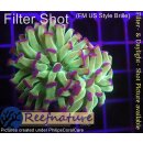 H6-R1-1 WYSIWYG - Euphyllia paraancora toxic 2 Köpfe
