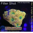 H6-R1-1 WYSIWYG - Favia sp. orange/Grün