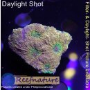 H6-R1-1 WYSIWYG - Favia sp. orange/Grün