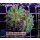 H6-R1-1 WYSIWYG - Euphyllia paraancora toxic 2 Köpfe