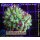 H6-R1-1 WYSIWYG - Euphyllia paraancora toxic 2 Köpfe