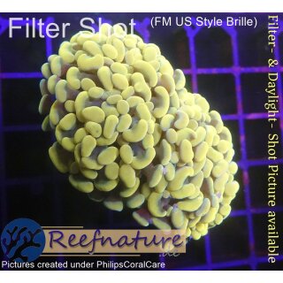 H6-R1-3 WYSIWYG - Euphyllia paraancora Gold 2 Köpfe