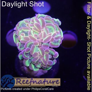 H6-R1-3 WYSIWYG - Euphyllia paraancora Hologram