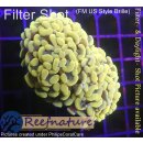 H6-R1-3 WYSIWYG - Euphyllia paraancora Gold 2 Köpfe