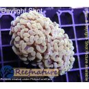 H6-R1-3 WYSIWYG - Euphyllia paraancora Gold 2 Köpfe