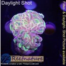 H6-R1-3 WYSIWYG - Euphyllia paraancora Hologram