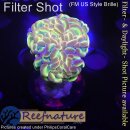 H6-R1-3 WYSIWYG - Euphyllia paraancora Hologram