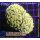 H6-R1-3 WYSIWYG - Euphyllia paraancora Gold 2 Köpfe