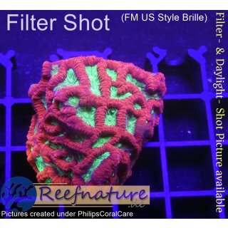 H3-R1-2 WYSIWYG - Favia Alien Eye