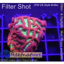 H3-R1-2 WYSIWYG - Favia Alien Eye