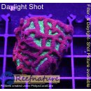 H3-R1-2 WYSIWYG - Favia Alien Eye