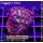 H3-R1-2 WYSIWYG - Favia Alien Eye