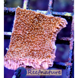 Montipora snow cap - Rote Platte, weiße Polypen Ø3-5cm, lose