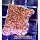 Montipora snow cap - Rote Platte, weiße Polypen...