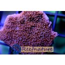 Montipora snow cap - Rote Platte, weiße Polypen...