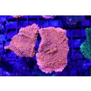 Montipora snow cap - Rote Platte, weiße Polypen Ø3-5cm, lose