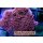 Montipora snow cap - Rote Platte, weiße Polypen Ø3-5cm, lose